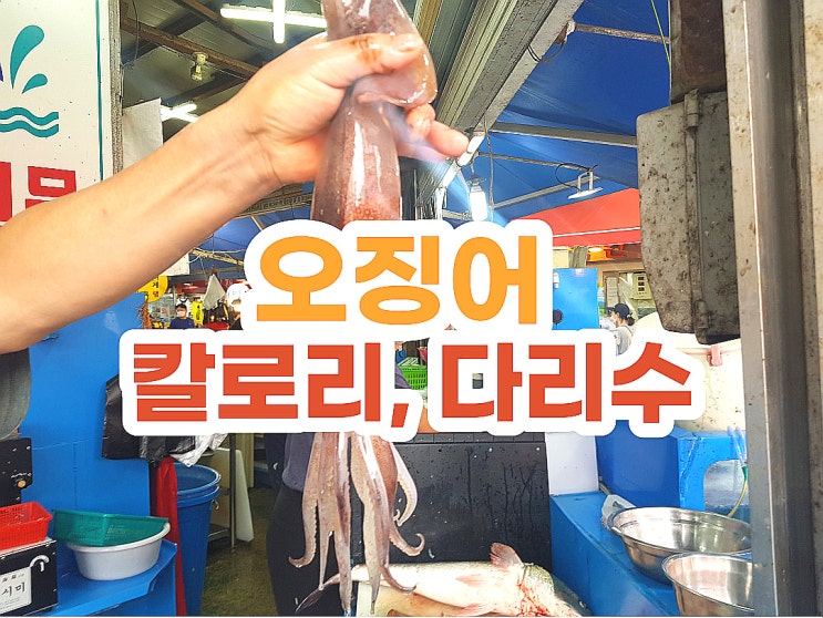 오징어회 칼로리 and 오징어다리수 와~ 제철일 때!