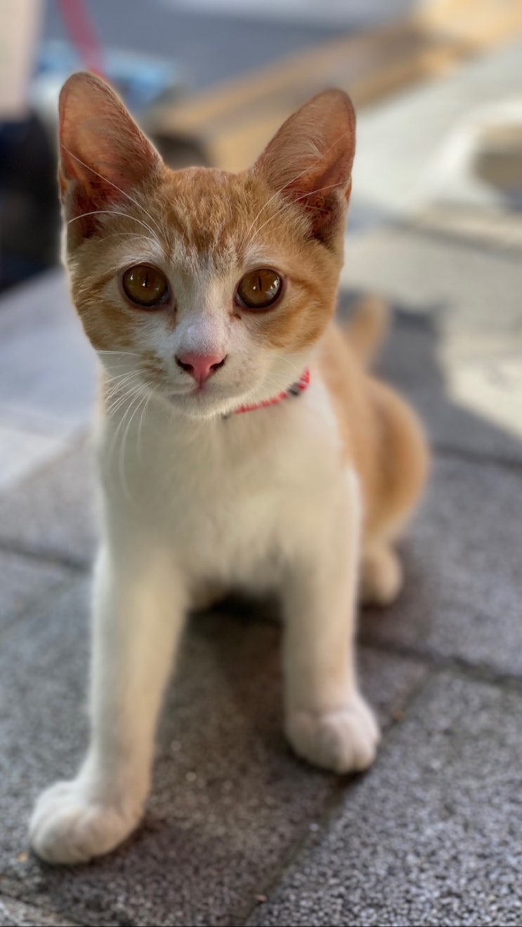 이웃집 예쁜 고양이 한번 보여드릴까요? 이웃집 예쁜 고양이 한번 보여드릴까요?