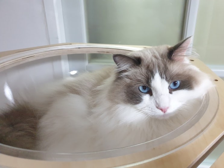  성분 좋고 잘먹는 고양이 습식사료 후기 - 네이처스 버라이어티 인스팅트 주식캔 생식본능 그레인프리 치킨