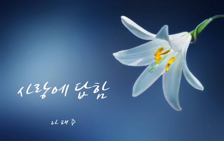 사랑에 답함 - 나태주 사랑에 답함 - 나태주