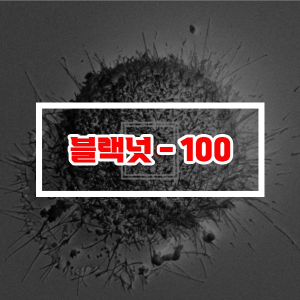 블랙넛 100 가사 Feat 천재노창