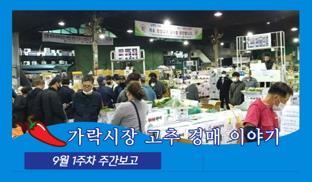  [경매사가 알립니다] 가락시장 9월 1주차 고추 유통현황