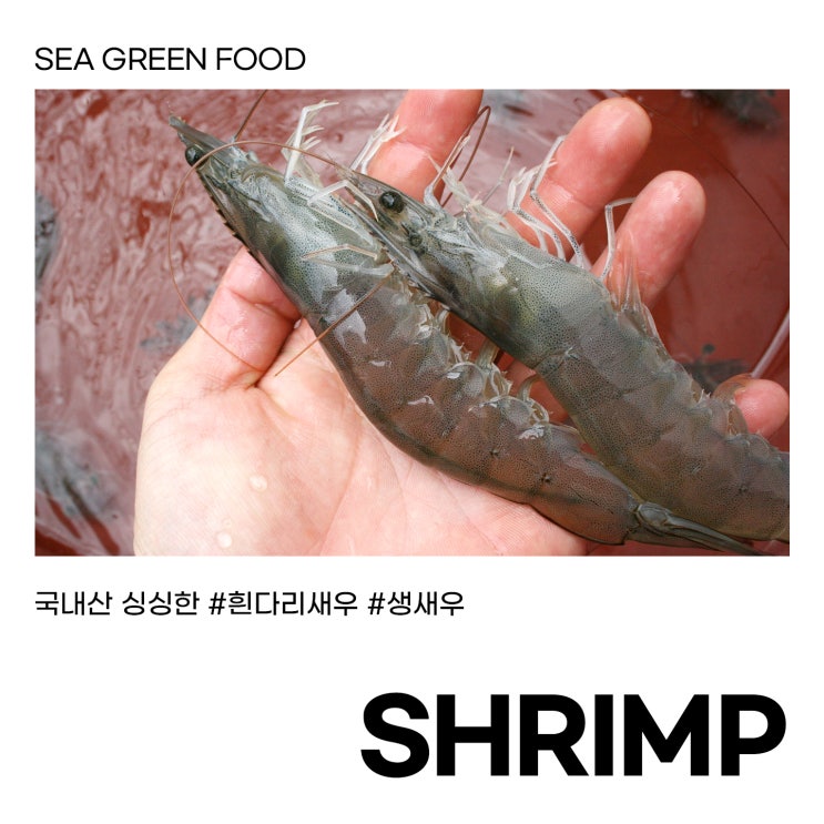  싱싱한 국내산 흰다리새우, 생새우 판매합니다. 시그린푸드