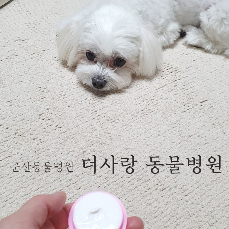  군산 동물병원 더사랑동물병원 후기 (강아지 습진)