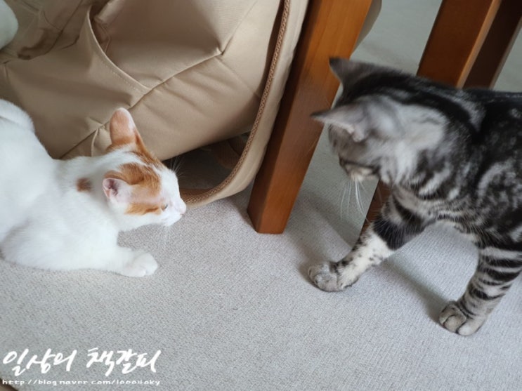  [슈비와 밤비] 아기고양이 합사 3일차 2021. 9. 6. 낮 이야기