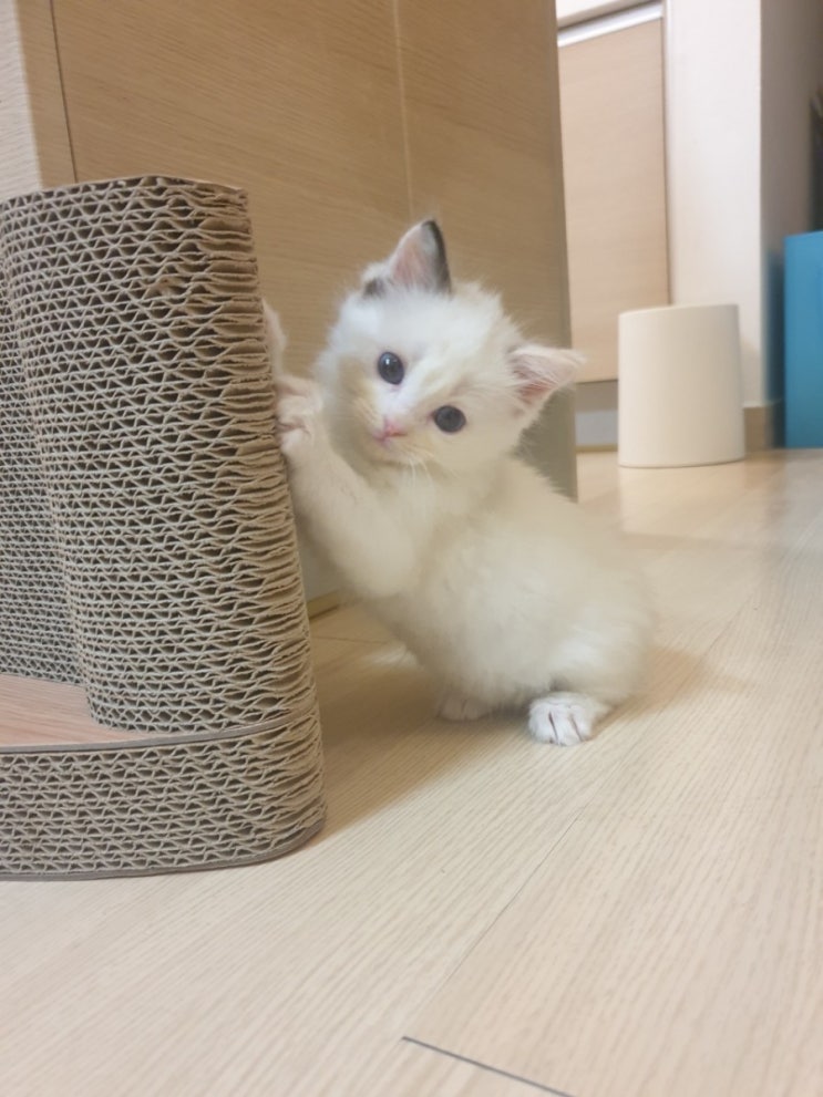  연유와 앙꼬네 입니다