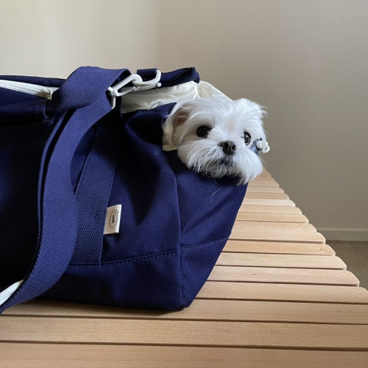  슬개골이 안좋은 댕댕이를 위한 강아지가방! [아르르 포옹백]