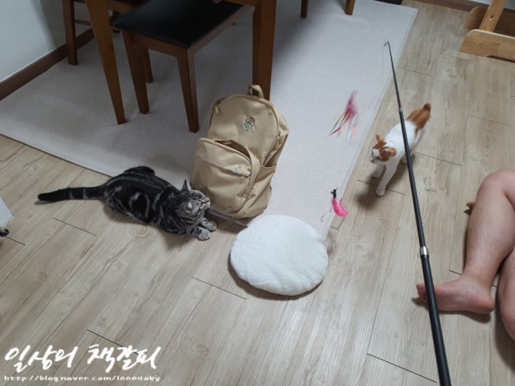  [슈비와 밤비] 아기고양이 합사 3일차 2021. 9. 6. 밤 이야기