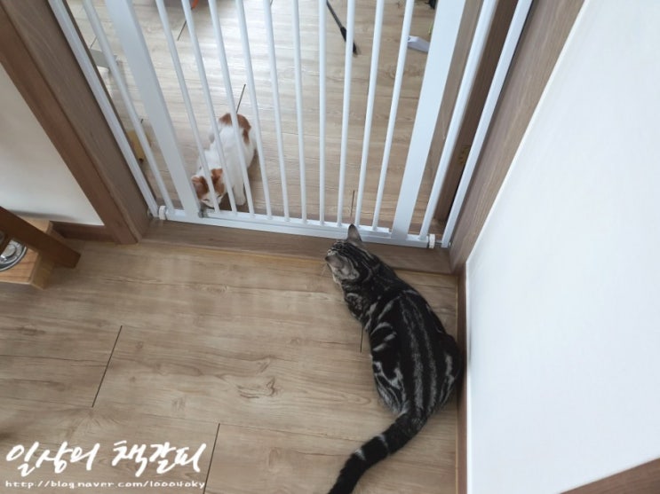  [슈비와 밤비] 아기고양이 합사 4일차 2021. 9. 7. 낮 이야기