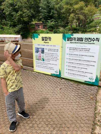  홍천 알파카월드 7살 아이라면 올해안에 가야할 곳