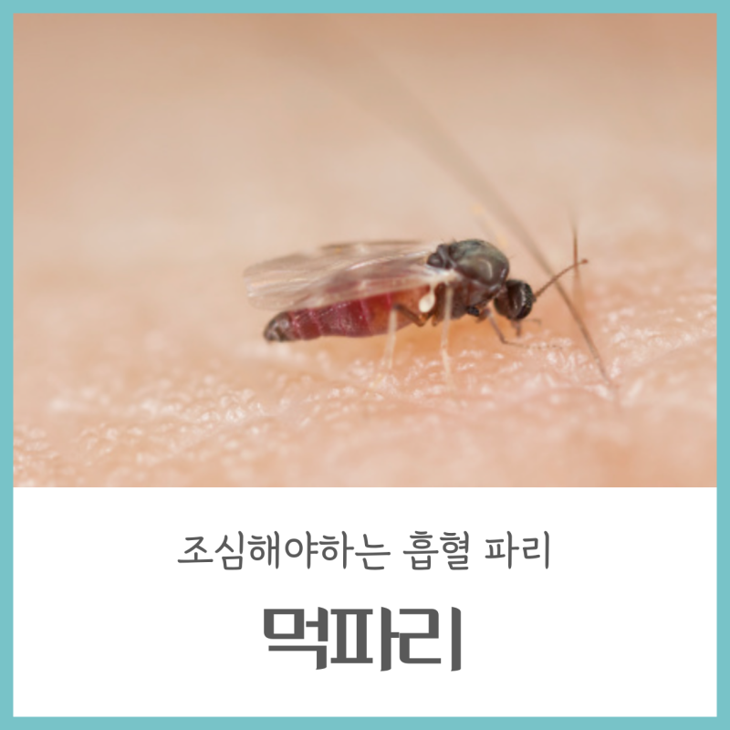 흡혈파리 먹파리 물림 모기보다 20배 가려워요 : 네이버 블로그 흡혈파리 먹파리 물림 모기보다 20배 가려워요 : 네이버 블로그