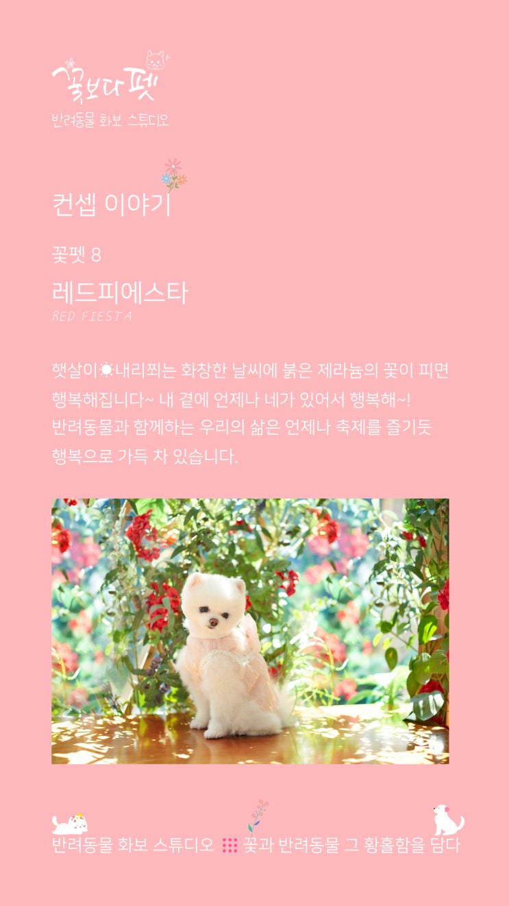 꽃펫 8 레드피에스타