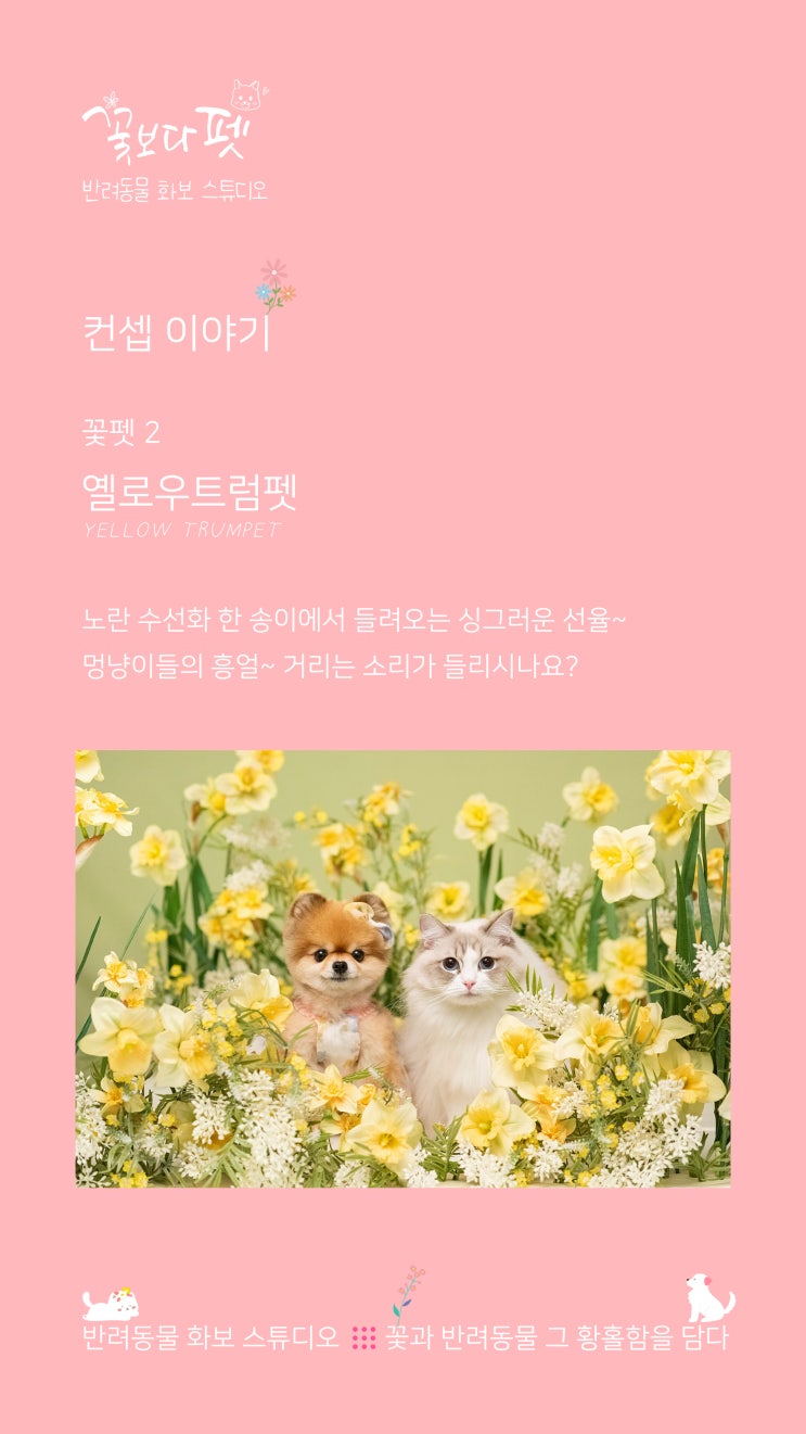 꽃펫 2 옐로우트럼펫