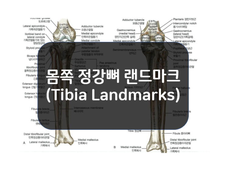 몸쪽 정강뼈의 랜드마크(Tibia Landmarks)