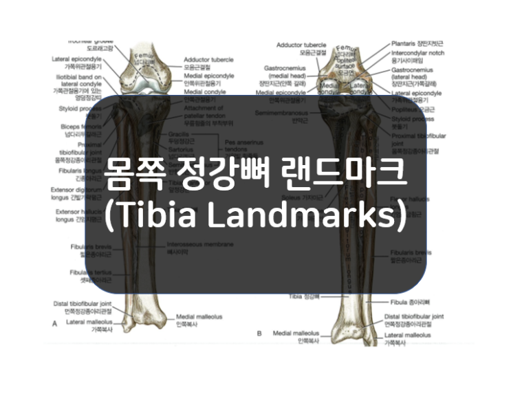  몸쪽 정강뼈의 랜드마크(Tibia Landmarks)