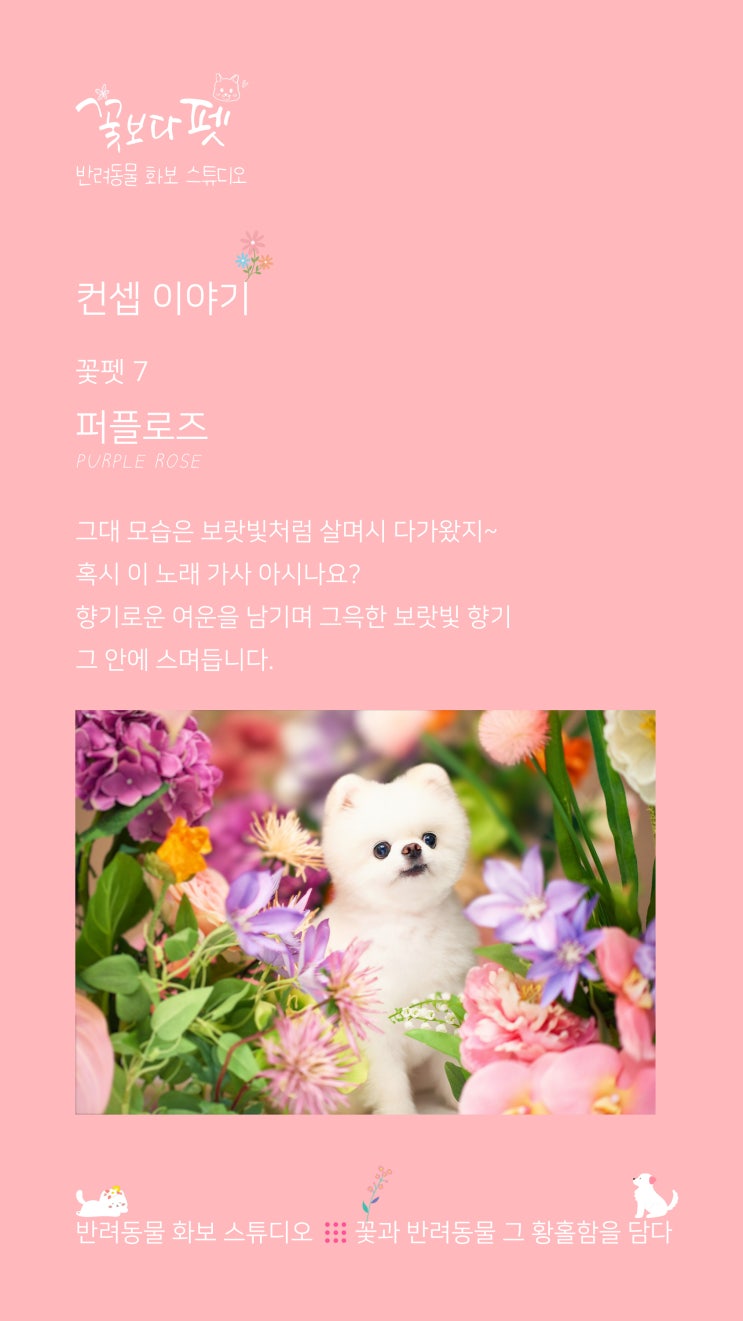  꽃펫 7 퍼플로즈