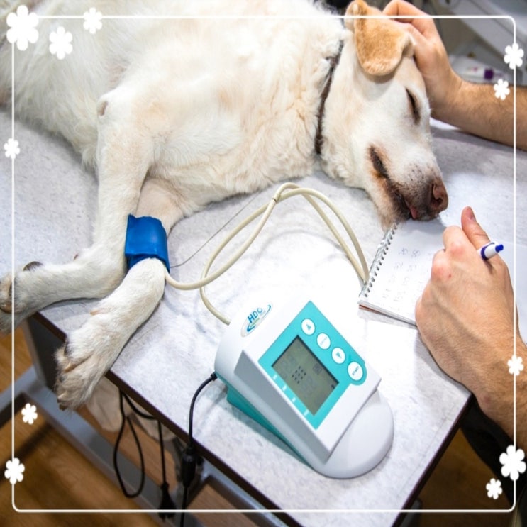 강아지 홍역 증상과 예방 치료 어떻게 진행될까요?