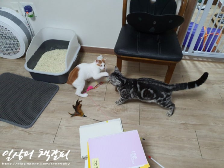  [슈비와 밤비] 아기고양이 합사 4일차 2021. 9. 7. 밤 이야기