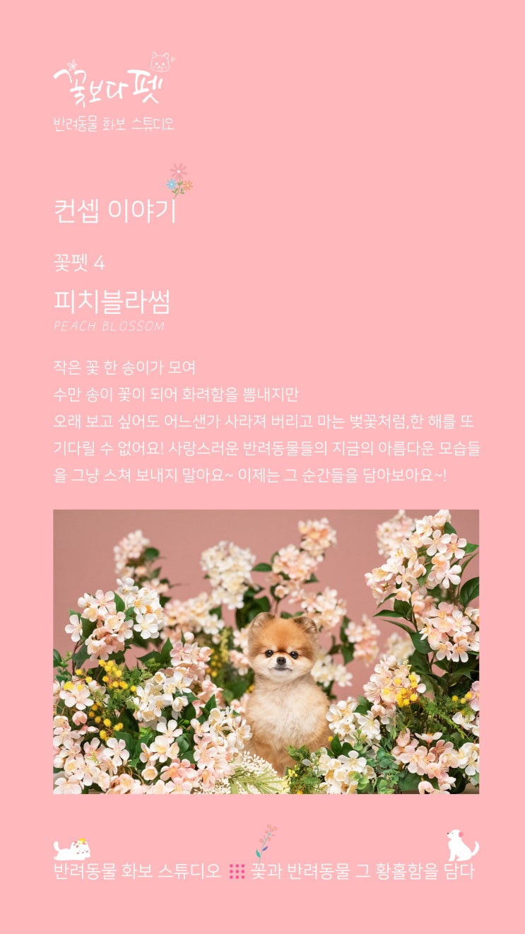  꽃펫 4 피치블라썸