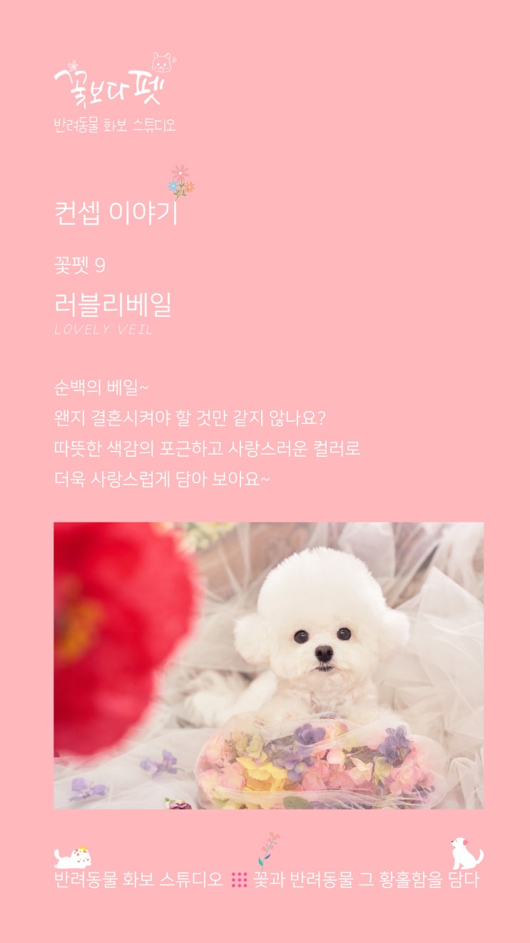  꽃펫 9 러블리베일