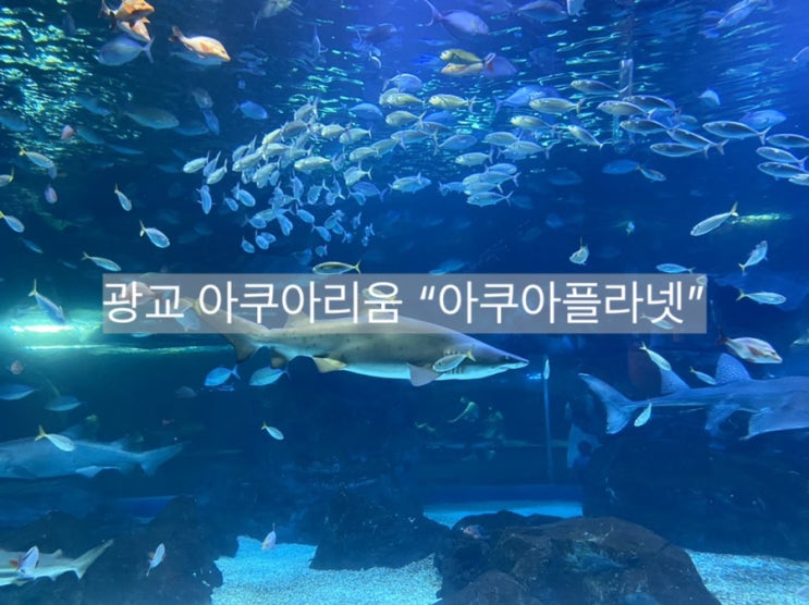  광교 아쿠아플라넷 할인, 주차, 맛집 정보 털어드려요.