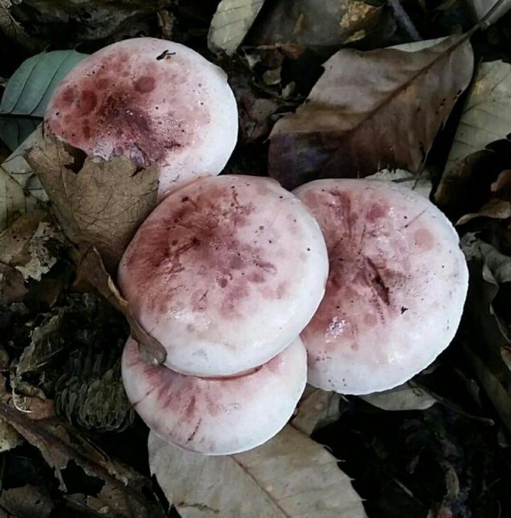 야생 식용버섯 - 밤버섯