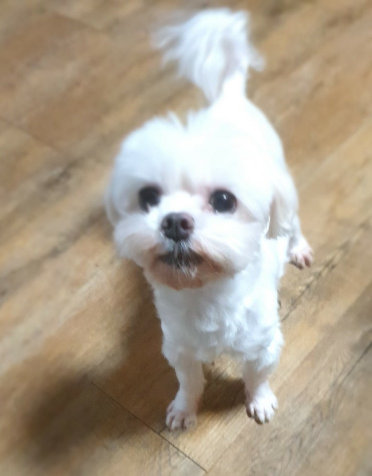  언년이의 긴급속보