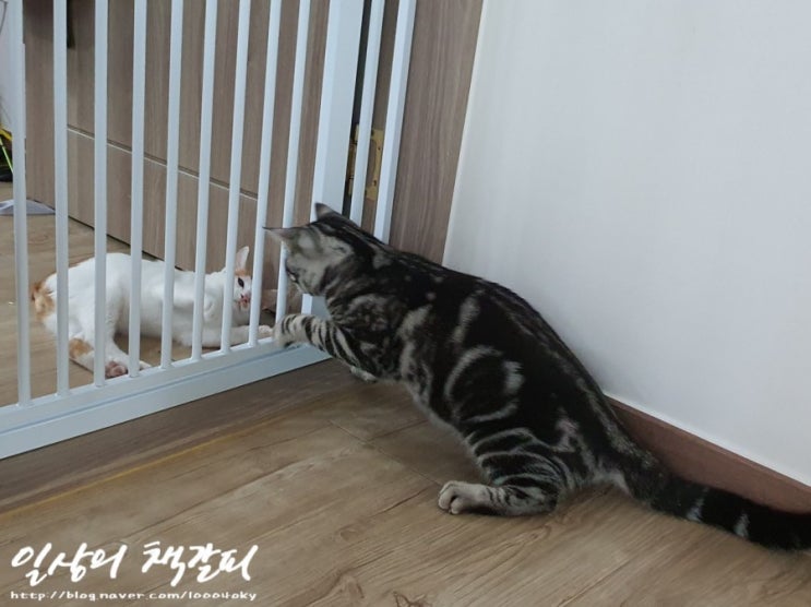  [슈비와 밤비] 아기고양이 합사 1일차 2021. 9. 4.