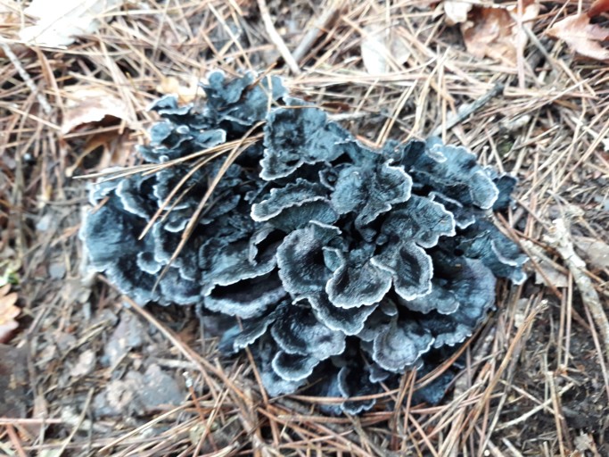 야생 식용버섯 - 먹버섯