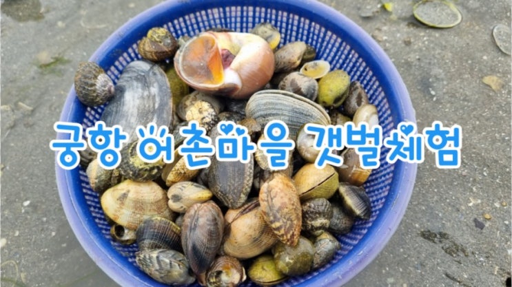  궁항어촌체험관광마을 갯벌체험 조개잡기 체험