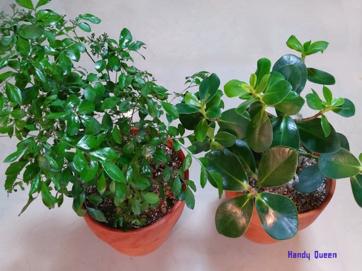 마요네즈로 실내화분 식물잎 광택내기 / 실내관엽식물 플랜테리어