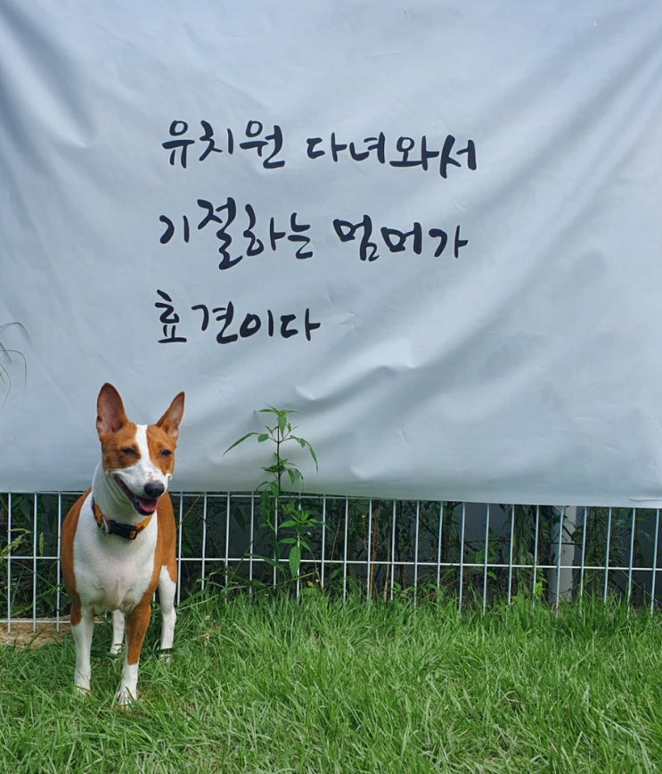 분당 위례 애견운동장 라드독