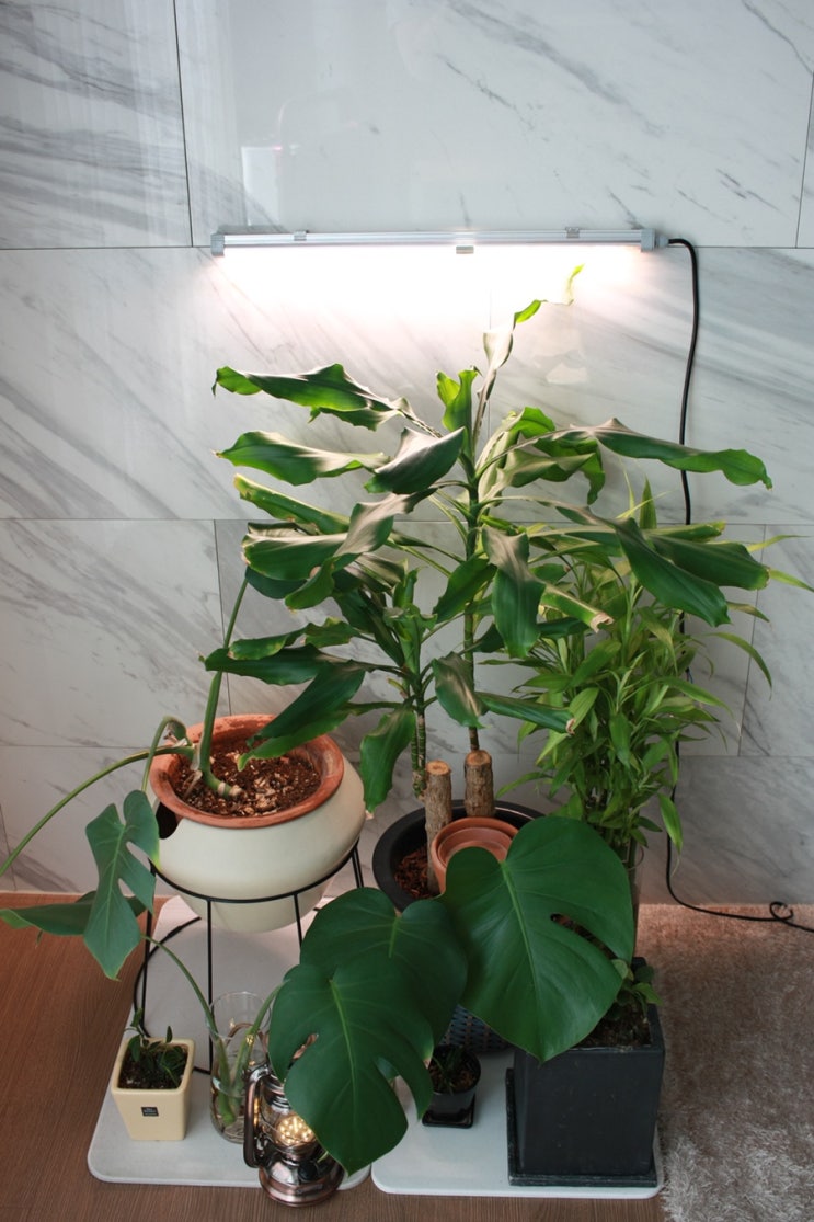 식물에게 좋은 빛  몬스테라 수경재배를 부탁해! 퓨쳐그린 LED식물등 후기