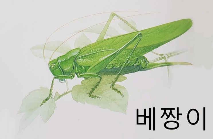  귀뚜라미 메뚜기 종류 특징 크기 소리