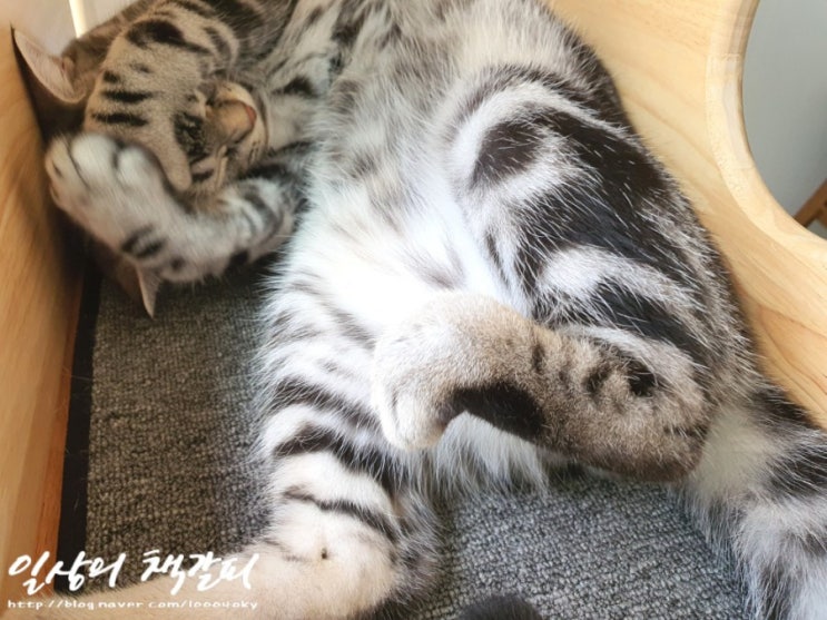  [슈비와 밤비] 아기고양이 합사 5일차 2021. 9. 8. 낮 이야기