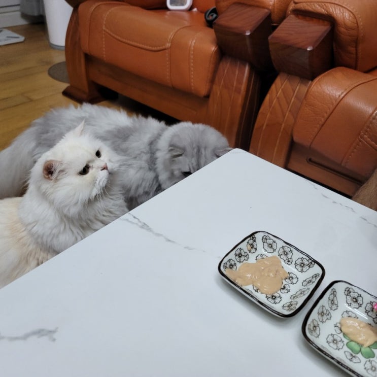  고양이신장영양제 신장튼튼으로 장/면역력/신장 멀티 관리해요~