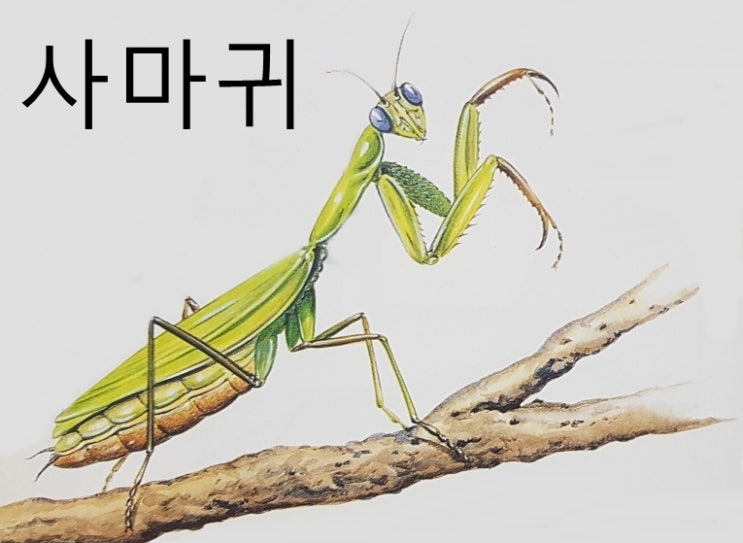  사마귀 잠자리 종류 특징 크기