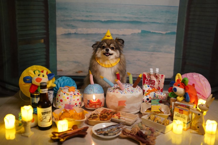  파티포메 마리의 3살 생일을 축하해 / 강아지 생일상 차리기