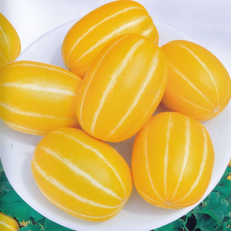 가성비갑 성주참외 꿀참외 과일 채소 참외 제철 성주참외2kg 야채 신선 참외효능 김치 제철, 꼬마소과2kg 추천합니다 가성비갑 성주참외 꿀참외 과일 채소 참외 제철 성주참외2kg 야채 신선 참외효능 김치 제철, 꼬마소과2kg 추천합니다