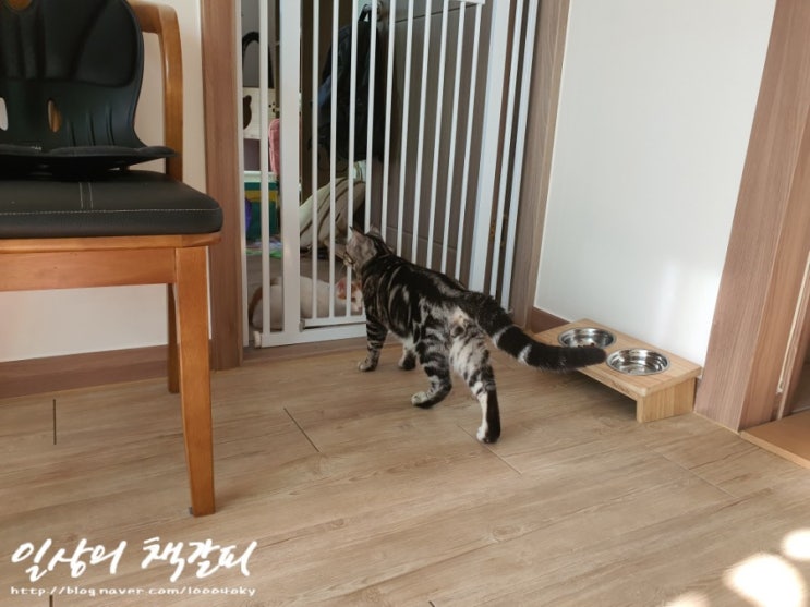  [슈비와 밤비] 아기고양이 합사 5일차 2021. 9. 8. 밤 이야기