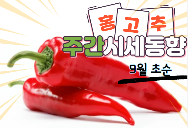  [경매사 시황보고] 점점 자리를 잃어가는 건초용 홍고추 (9월 초순)