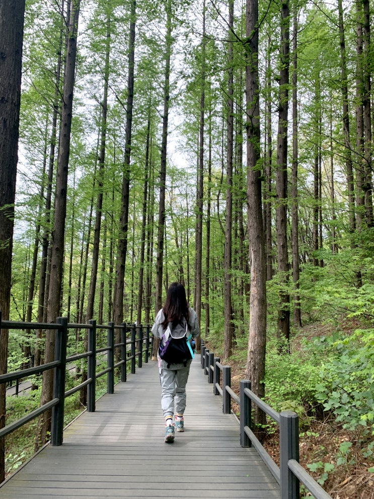  서울 서대문 안산(무악산), 초보자등산 봉수대찍고 안산자락길 걷기!