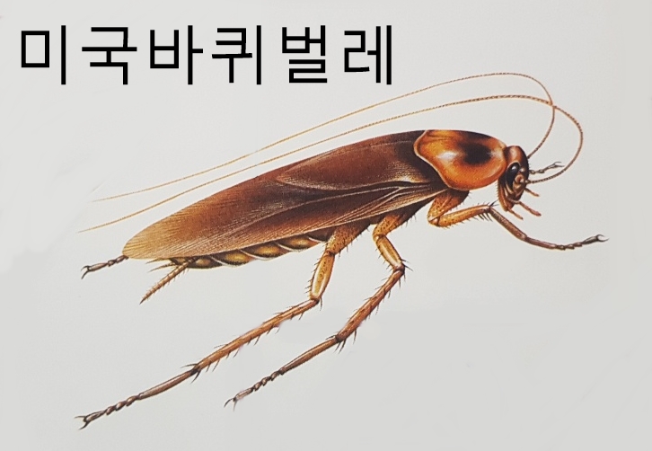 바퀴벌레 집게벌레 좀벌레 종류 특징 크기