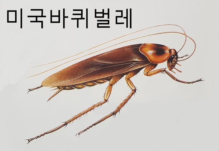  바퀴벌레 집게벌레 좀벌레 종류 특징 크기