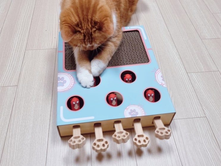  고양이 두더지 잡기 게임 중국 광저우에서 보내준 냥이 장난감