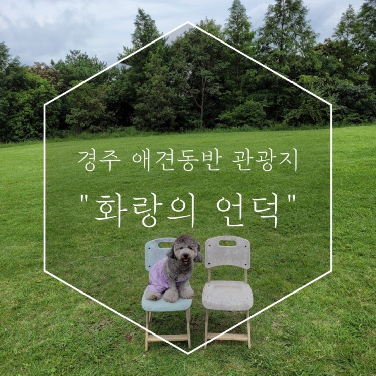  애견동반 경주여행 화랑의언덕에서 견생샷 남겨요