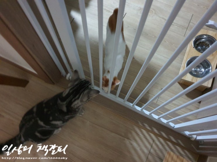  [슈비와 밤비] 아기고양이 합사 6일차 2021. 9. 9. 낮 이야기