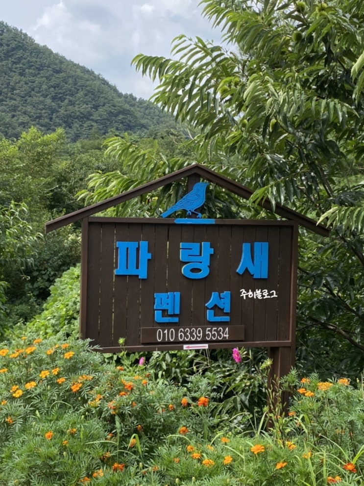  [강원도 영월 펜션 / 파랑새펜션] 김삿갓 계곡 앞 영월 펜션 추천: 파랑새 방 (KOR/ENG)