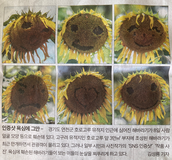  지키자! 공공질서, 지나친 인증샷 욕심에 쥐어뜯긴 해바라기