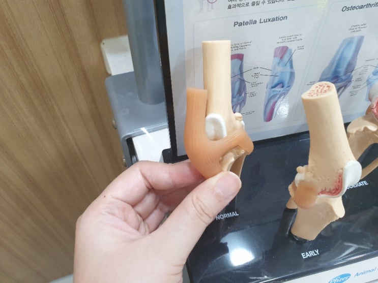  슬개골 탈구, 수술 후 재탈구율, 증상, 수술 없이 낫는 법- 강아지 슬개골 탈구 (Medical Patellar Luxation)